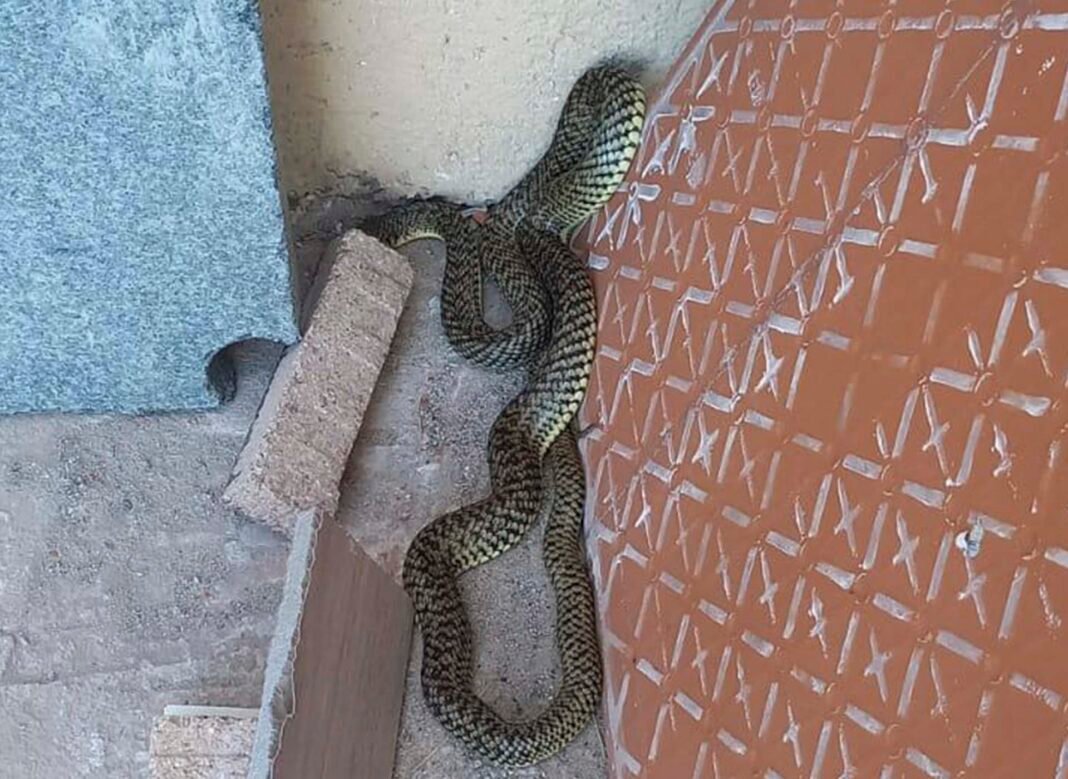 serpiente-la-alameda Culebra del pastizal